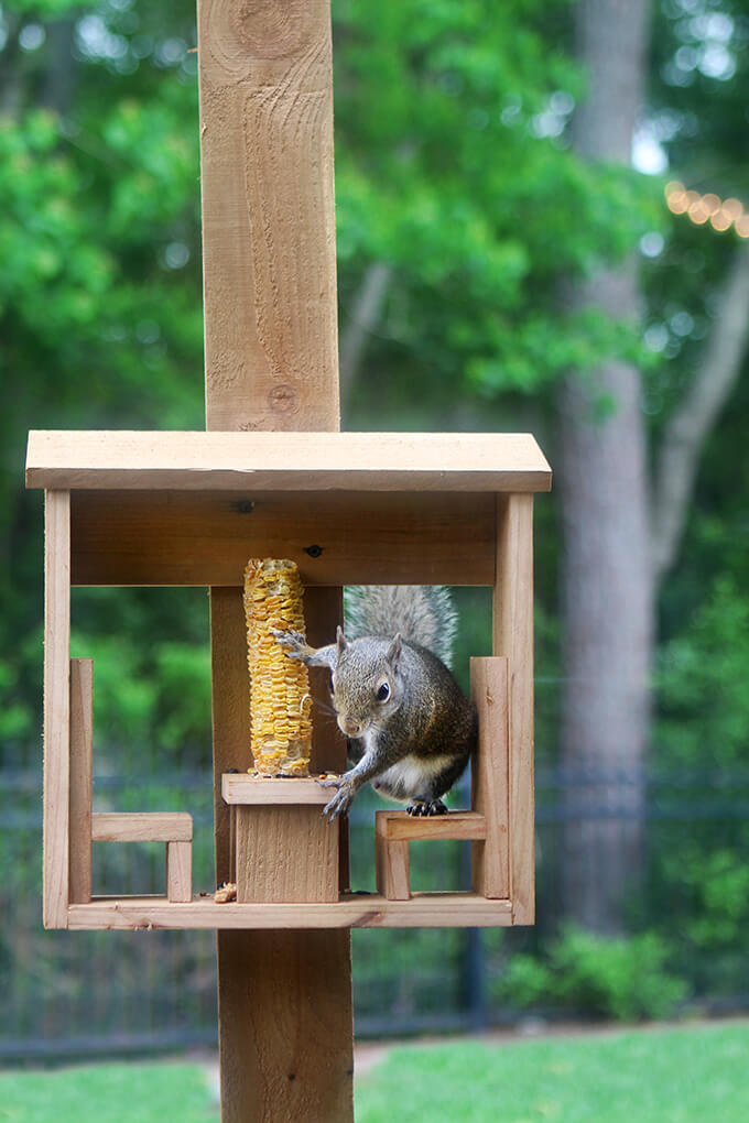 Squirrel Corn Cob Feeder DIY