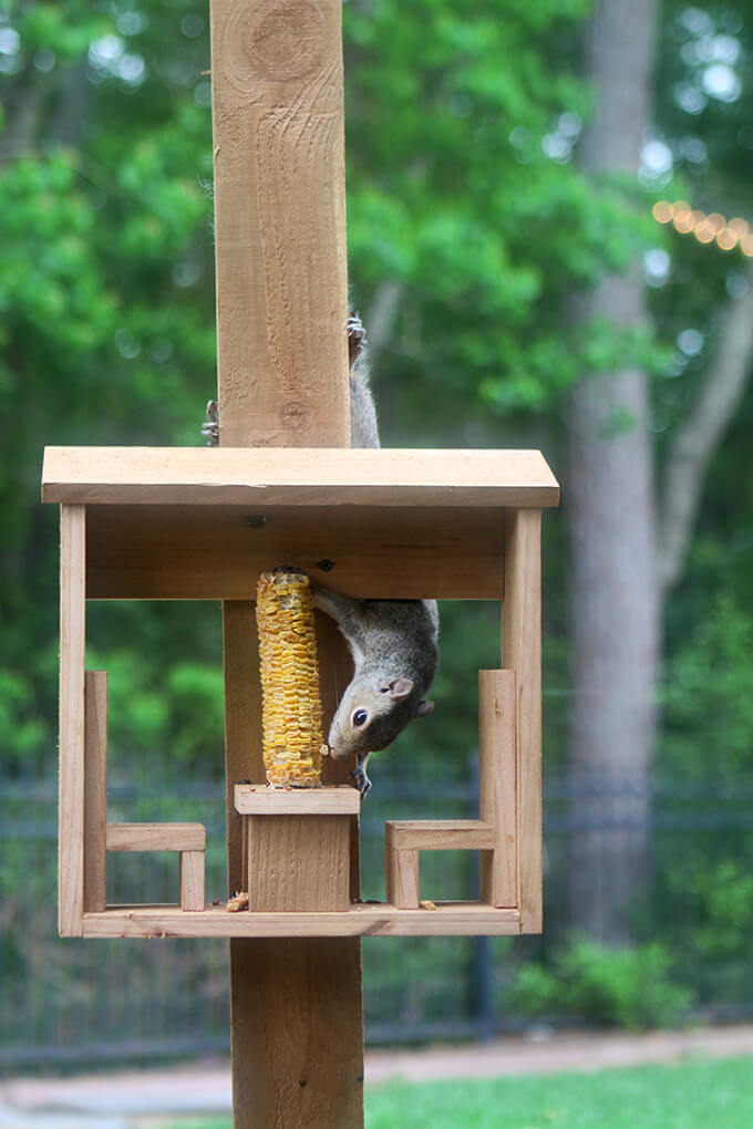Squirrel Corn Cob Feeder DIY