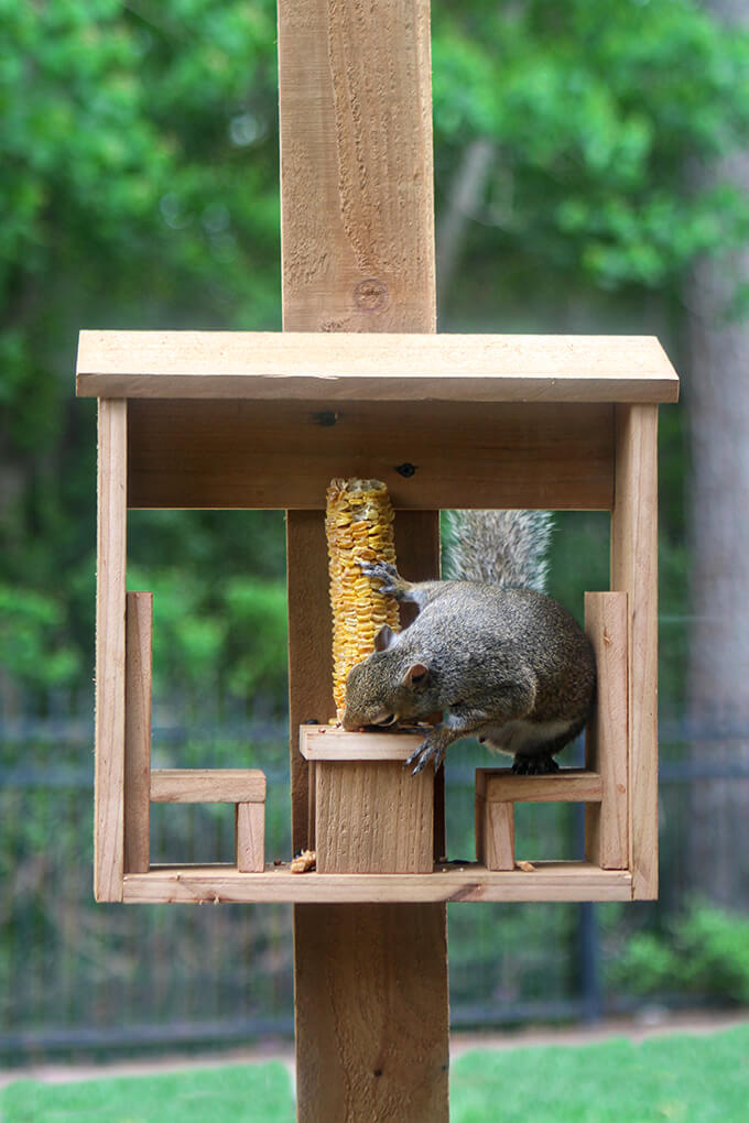 Squirrel Corn Cob Feeder DIY