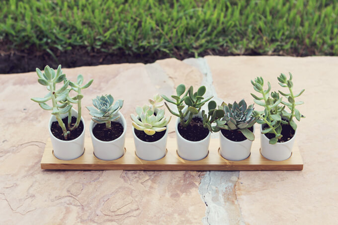 Super Easy Succulent Display