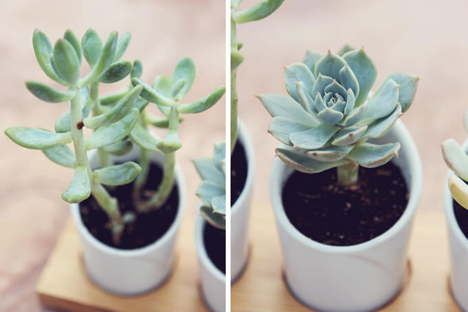 Super Easy Succulent Display