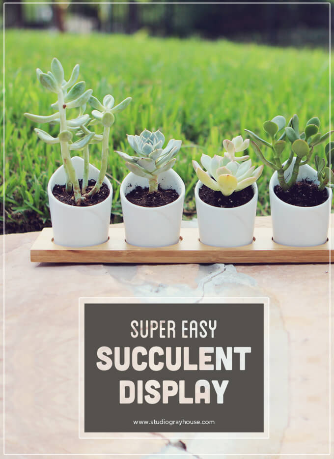 Super Easy Succulent Display